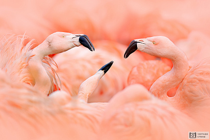 Фотообои Группа Фламинго