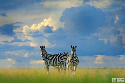 Фотообои Зебры на Африканском лугу