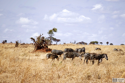 Фотообои Стая зебр в степи