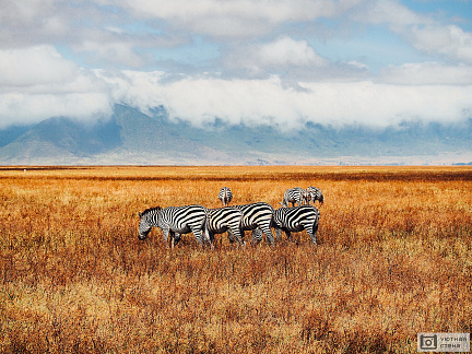Фотообои Зебры на фоне африканского пейзажа