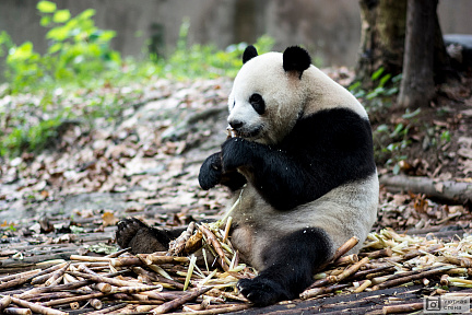 Панда лакомится тростником