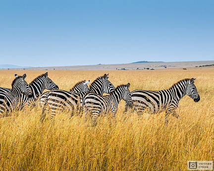 Фотообои Черно-белые зебры на ярком фоне