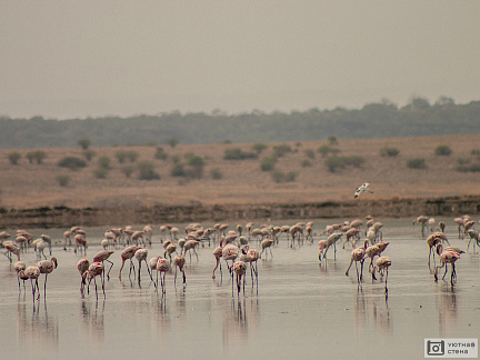 Фотообои Стая фламинго на сафари